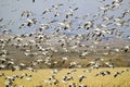 Thousands of snow geese fly over cornfield at the Bosque del Apache National Wildlife Refuge, near San Antonio and Socorro, New Me Royalty Free Stock Photo