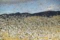 Thousands of snow geese fly over cornfield at the Bosque del Apache National Wildlife Refuge, near San Antonio and Socorro, New Me Royalty Free Stock Photo