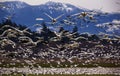 Thousands of Snow Geese Flying Directly At You Royalty Free Stock Photo