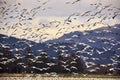 Thousands of Snow Geese Flying and Taking Off