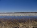 Thousands of Snow Geese Migrate Through Missouri Royalty Free Stock Photo