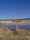 Thousands of Snow Geese Migrate Through Missouri Royalty Free Stock Photo