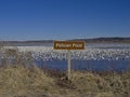 Thousands of Snow Geese Migrate Through Missouri Royalty Free Stock Photo