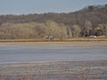 Thousands of Snow Geese Migrate Through Missouri Royalty Free Stock Photo