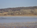 Thousands of Snow Geese Migrate Through Missouri Royalty Free Stock Photo