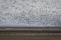 Thousands of snow geese and ross geese migration Spring migration Royalty Free Stock Photo