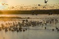 Thousands of snow geese and Sandhill cranes sit on lake at sunrise after early winter freeze at the Bosque del Apache National