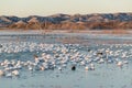 Thousands of snow geese and Sandhill cranes sit on lake at sunrise after early winter freeze at the Bosque del Apache National Royalty Free Stock Photo