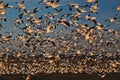 Thousands of Snow Geese take flight Royalty Free Stock Photo