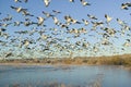 Thousands of snow geese take off at sunrise at the Bosque del Apache National Wildlife Refuge, near San Antonio and Socorro, New Royalty Free Stock Photo