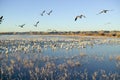Thousands of snow geese take off at sunrise at the Bosque del Apache National Wildlife Refuge, near San Antonio and Socorro, New Royalty Free Stock Photo