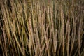 Thousands of Straw Like Branches of Candelilla Yucca