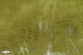 Thousands of tadpoles of water frogs  on a lake Royalty Free Stock Photo