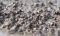 Thousands of tiny sand bubbler crabs flock from the beach into water on tropical island Ko Lanta