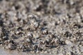 Thousands of tiny sand bubbler crabs flock from the beach into water on tropical island Ko Lanta