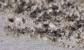 Thousands of tiny sand bubbler crabs flock from the beach into water on tropical island Ko Lanta