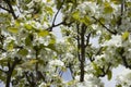 Thousands of white flowers and spring branches