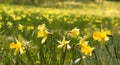 Thousands of wild daffodials