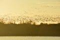 Thousands of wild geese overwinter on the lake Royalty Free Stock Photo