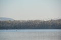 Thousands of wild geese overwinter on the lake Royalty Free Stock Photo