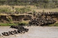 Thousands of wildebeest in annual migration in Tanzania