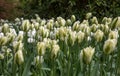 White tulips waiting to be admired in the Keukenhof