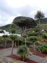 Thousant-year-old Dragon Tree in Tenerife, Canary Islands, Spain Royalty Free Stock Photo