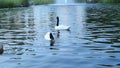 Thow gracious black necked swans and ruddy shelducks in pond