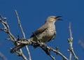 Thrasher against blue sky