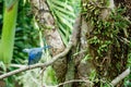 Blue-gray Tanager flying from tree in Erasmus Cove on Tobago