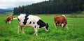 Thre cows eating grass on grassland with forest in backgraund. Two of them are brown - red color