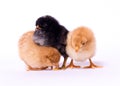 Threa chicks Royalty Free Stock Photo