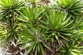 Thread Agave, Agave filifera,, also commonly known as Thread-leaf Agave or Hairy Agave