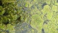 Thread algae on the water in the pond, green floating algae in the pond Royalty Free Stock Photo