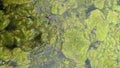 Thread algae on the water in the pond, green floating algae in the pond Royalty Free Stock Photo
