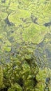 Thread algae on the water in the pond, green floating algae in the pond Royalty Free Stock Photo