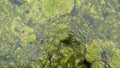 Thread algae on the water in the pond, green floating algae in the pond Royalty Free Stock Photo