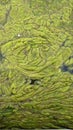 Thread algae on the water in the pond, green floating algae in the pond Royalty Free Stock Photo