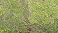 Thread algae on the water in the pond, green floating algae in the pond Royalty Free Stock Photo