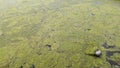 Thread algae on the water in the pond, green floating algae in the pond Royalty Free Stock Photo