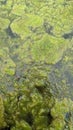 Thread algae on the water in the pond, green floating algae in the pond Royalty Free Stock Photo