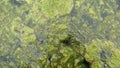 Thread algae on the water in the pond, green floating algae in the pond Royalty Free Stock Photo