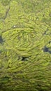 Thread algae on the water in the pond, green floating algae in the pond Royalty Free Stock Photo