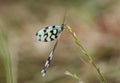 Thread Lacewing