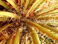 Thread Leaf Agave Desert Plant Royalty Free Stock Photo