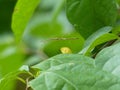 Thread Legged Bug On Green Leaves Royalty Free Stock Photo