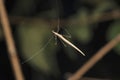 Thread like comb footed spider, Ariamnes colubrinus, Satara, Maharashtra