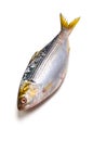 Thread shad Royalty Free Stock Photo