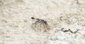 Thread-waisted Wasp Ammophila Excavating a Nest on a Sandy Beach in Northern Colorado