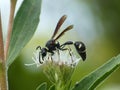 Thread Waisted Wasp Feeding On White Flower Cluster